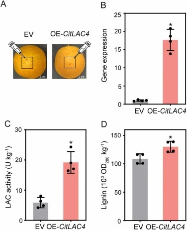 Functional verification of CitLAC4 via transient overexpression in sweet orange (Citrus sinensis) pericarp. (A) Representative images of agroinfiltrated fruit. (B) Relative CitLAC4 transcript levels in pericarp infiltrated with empty vector (EV) or 35S::CitLAC4 (OE-CitLAC4). (C) Laccase (LAC) activi