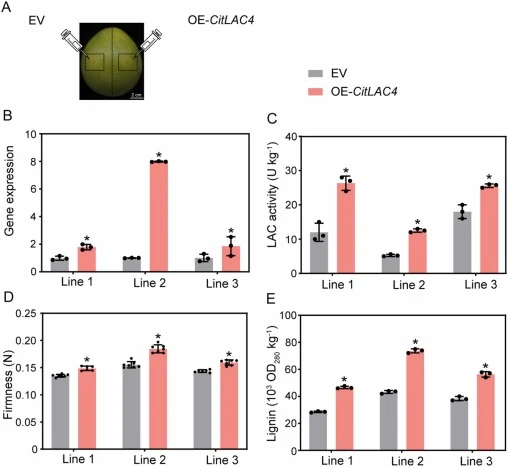 Functional verification of CitLAC4 via transient overexpression in pomelo (Citrus grandis) pericarp. (A) Representative fruit nine days post-infiltration. (B) Relative CitLAC4 transcript levels in pericarp infiltrated with empty vector (EV) or 35S::CitLAC4 (OE-CitLAC4), quantified by RT-qPCR. (C) La