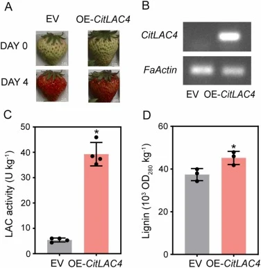 图1 CitLAC4在草莓(Fragaria × ananassa)果实中瞬时过表达的功能验证。(A)浸润后四天的代表性草莓果实。(B)半定量RT-PCR确认注射空载体(EV)或35S::CitLAC4的果实组织中CitLAC4的表达。