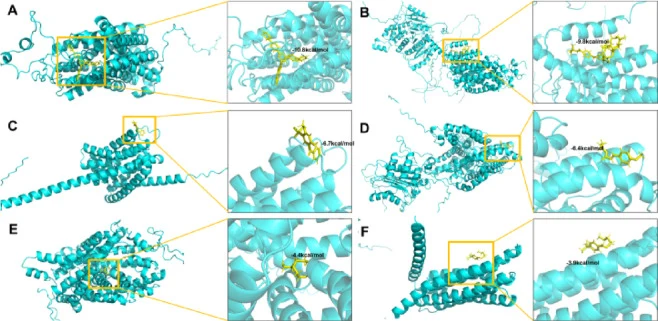 分子对接获得的代表性UVF–SLC复合物结合构象。(A) SLC22A31–TBPT,(B) SLC29A4–DBT,(C) SLC10A6–BP4_BP5,(D) SLC4A9–IPMC,(E) SLC6A13–TAS,(F) TMEM163–APABA。蛋白质以卡通模型表示(青色),配体以棍状形式显示(黄色)。放大视图突出