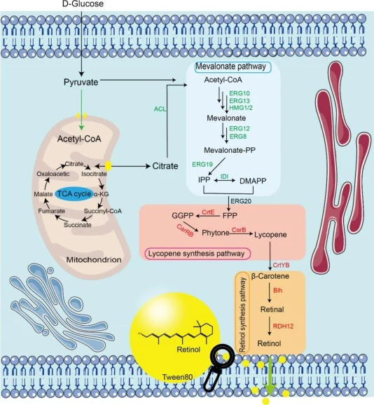 Schematic diagram of the construction of an engineered strain for the efficient production of retinol. ERG10: Acetyl-CoA thiolase; ERG13: HMG-CoA synthase; tHMG1: Truncated 3-hydroxy-3-methyl glutaryl coenzyme A reductase; ERG12: Mevalonate kinase; ERG8: Phosphomevalonate kinase; ERG19: Mevalonate d
