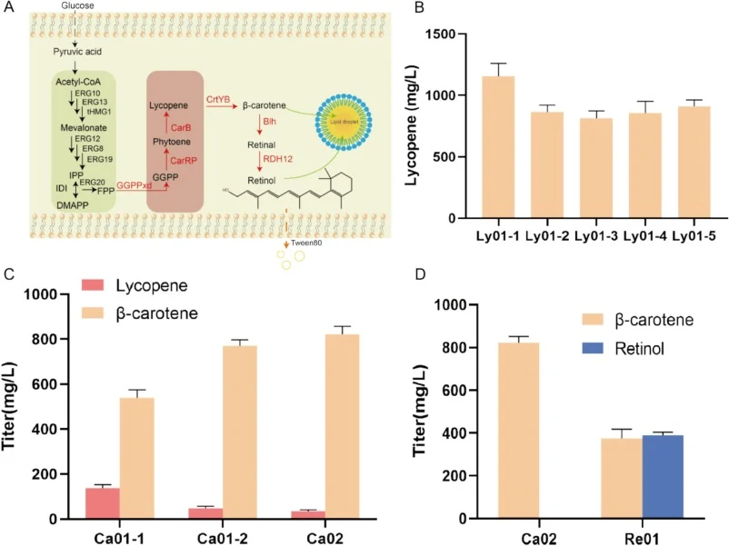 Constructing the synthetic pathway from lycopene to retinol. (A) Schematic diagram from FPP to the production of retinol. (B) Lycopene dehydrogenase production from different sources. Ly01-1: CarB, Ly01-2: AL-1, Ly01-3: CrtI from Pantoea ananatis, Ly01-4: CrtI from Rhodobacter capsulatus, Ly01-5: Cr