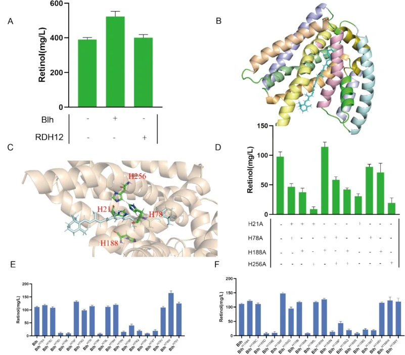 Modification of the key rate-limiting Blh enzyme. (A) Screening for the rate-limiting enzymes affecting the retinol titer. This genetic modification was performed on the basis of the Re01 strain. The“-” represents the wild-type Re01 strain, while“+” indicates the strain with the target gene integrat