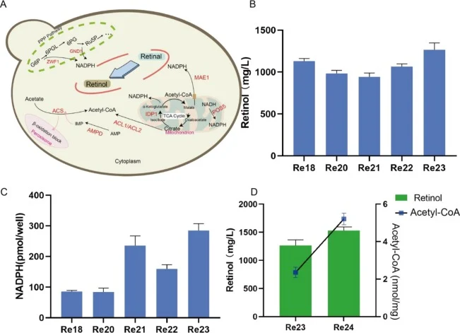 Co-factor engineering enhances retinol production. (A) Pathway of Acetyl-CoA and NADPH in Lipolytic Yallos. (B) Retinol production after different integrations increased NADPH genes. Re20: MAE1, Re21: ZWF1-GND1, Re22: IDP1, Re23: POS5, (C) Detection of the intracellular NADPH content in the Re19-Re2