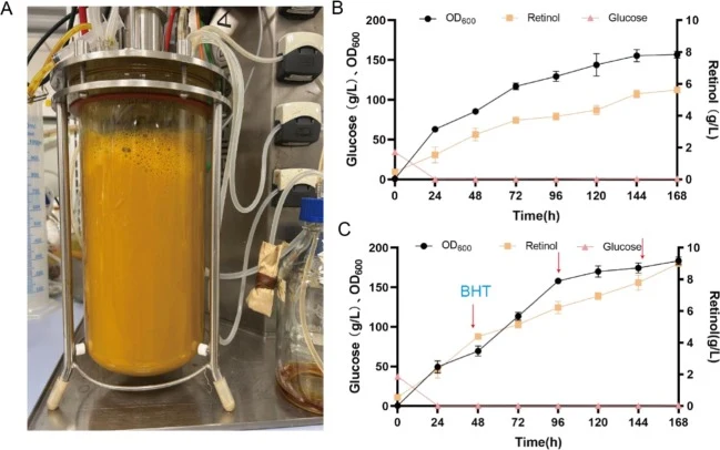 Retinol production in a 5-L fermenter. (A) Schematic diagram of the fermenter used for retinol production. (B) Retinol production in a 5-L fermenter without BHT addition. (C) Retinol production with BHT added every 48 h.