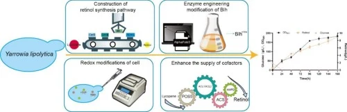 Efficient production of retinol in Yarrowia lipolytica via s
