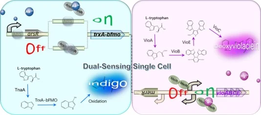 Schematic illustration of the dual-target whole-cell biosensor for Hg(II) and As(III) detection developed in this study. The left panel depicts the As(III) sensing module based on a naturally coupled circuit with additional ABS. In the absence of As(III), dimeric ArsR binds to ABS and represses down