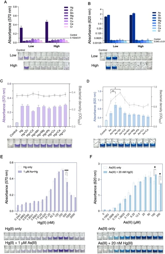 Metal selectivity and anti-interference performance of the TOP10/pAs-indigo-Hg-DV strain. (A) Absorbance at 570 nm after treatment with individual metal ions at low and high concentrations. The low and high concentrations of Hg(II) were set at 25 nM and 50 nM, respectively, whereas those of the othe
