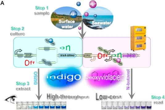 生物传感器在海水和地表水基质中的加标响应曲线。(A) 用于同时检测环境水样中As(III)和Hg(II)的双色全细胞生物传感器工作流程示意图。(B) Hg(II)浓度的全范围吸光度和比色结果。