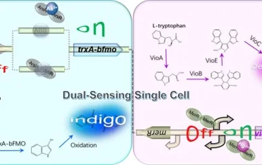 双色全细胞生物传感器