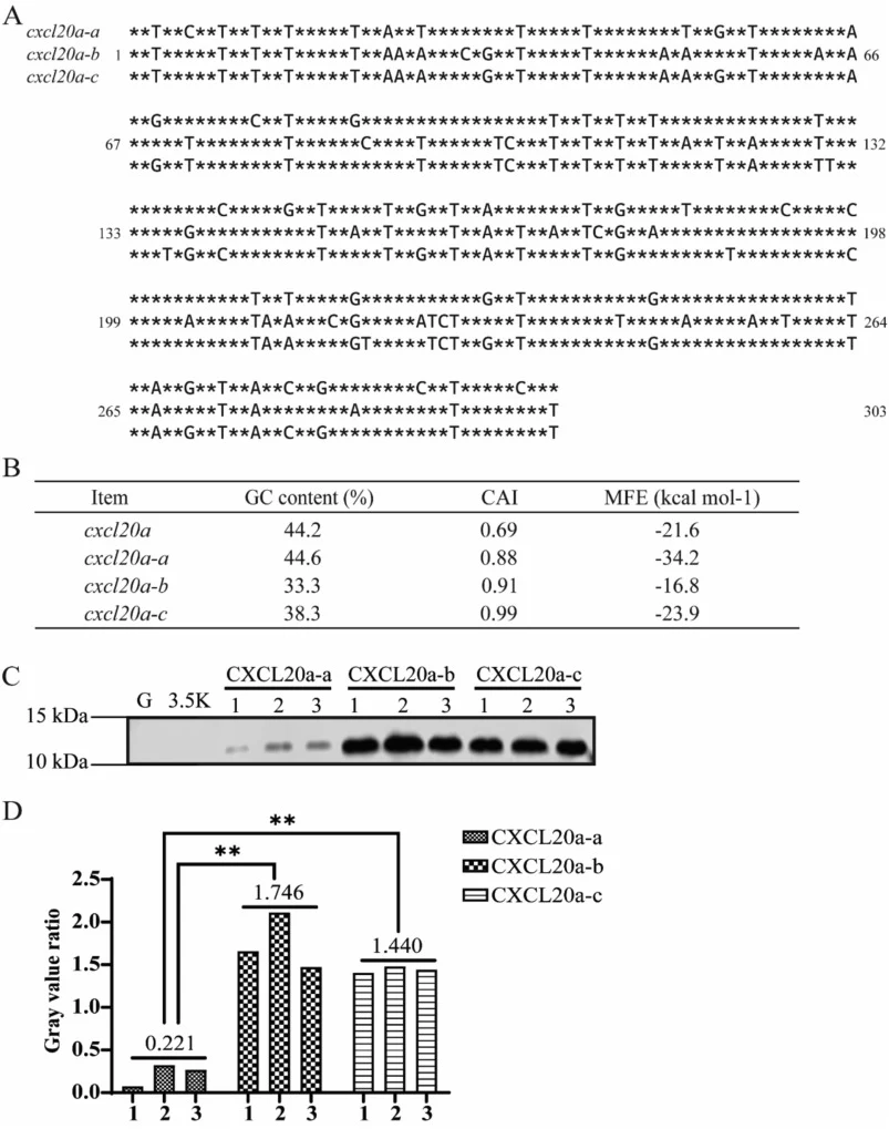 Comparison of three optimized cxcl20a. (A) Nucleotide sequence of cxcl20a-a/b/c, where * denotes the original nucleotide. (B) Predicted parameters of cxcl20a-a/b/c, containing guanine-cytosine (GC)content, codon adaptation index (CAI) and minimum free energy (MFE). (C) Three strains carrying each ge