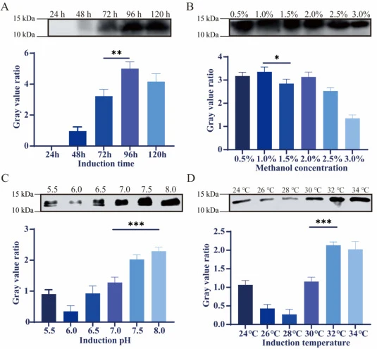 Optimization of induction conditions for pPIC3.5K-3CXCL20a-b. Determination of production of CXCL20a after diverse induction conditions and corresponding relative amount by ImageJ analysis software, including (A) induction time (24 h, 48 h, 72 h, 96 h, 120 h), (B) methanol concentration (0.5%, 1.0%,