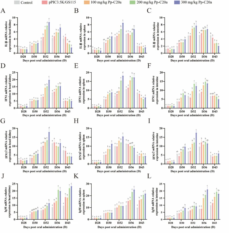 草鱼组织中IL1β、IFN1、IFNγ2和IgM的mRNA表达。(A-C) IL1β在头肾(A)、脾脏(B)和肠道(C)中的mRNA表达。(D-F) IFN1在头肾(D)、脾脏(E)和肠道(F)中的mRNA表达。(G-I) IFNγ2在头肾(G)、脾脏(H)和肠道(I)中的mRNA表达。