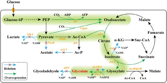 The glycolate biosynthetic pathway in E. coli. Abbreviations: Glucose-6P, Glucose 6-phosphate; PEP, Phosphoenolpyruvate; Ac-CoA, Acetyl-CoA; Ac-P, Acetyl phosphate; α-KG, α-Ketoglutaric acid; Suc-CoA, Succinyl-CoA; ldhA, encoding D-lactate dehydrogenase; poxB, encoding pyruvate oxidase; pta, encodin