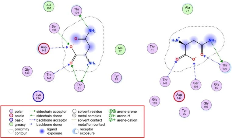 Ligand-enzyme interactions of L-asparagine with native and wild-type L-asparaginase from Bacillus sp. SD3. The native enzyme (left) forms a backbone hydrogen bond acceptor with D142 (blue), side chain donor/acceptor interactions with T61 (green), a side chain acceptor with T109 (green), and backbone