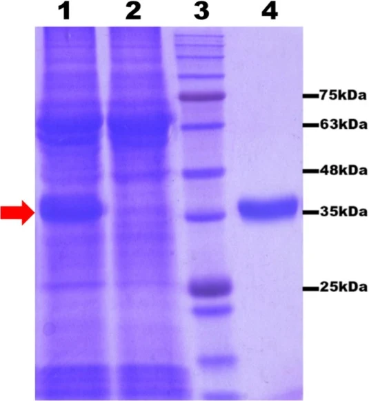 SDS-PAGE analysis of the expression and purification steps of the Native L-asparaginase. Lanes loaded as the follow: (1) the induced bacterial cells; (2) the un-induced transformed bacterial cells (E. coli BL21DE3); (3) a prestained wide-range protein size marker; (4) the purified L-asparaginase. Th
