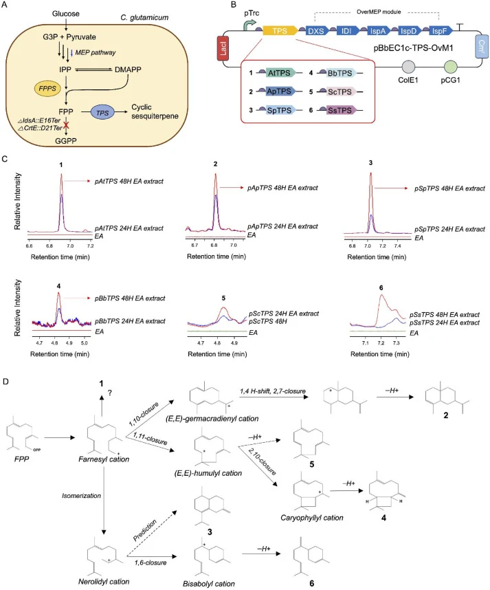 Heterologous production of cyclic sesquiterpenes in recombinant C. glutamicum strain. (A) Recombinant strain of C. glutamicum idsA::E16Ter crtE::D21Ter where idsA and crtE gene were inactive as premature termination was used a host for improving the FPP pool. (B) A plasmid for heterologous gene expr