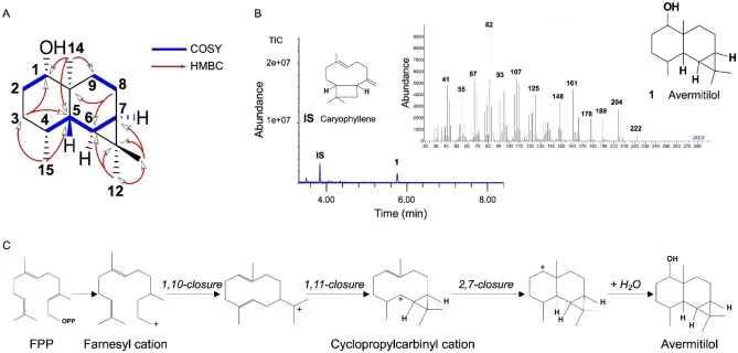 Identification and proposed biosynthetic mechanism of 1 avermitilol. (A) Key COSY (blue bold bonds) and HMBC (red arrows) correlations used for the structural elucidation of 1 avermitilol. Carbon and proton numbering follows the established IUPAC nomenclature for the compound. See the further NMR an