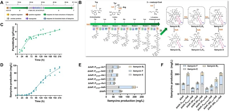 Engineering the ila BGC to improve ilamycins production. A. Genetic organization of the ilamycin biosynthesis gene cluster (ila). B. Biosynthetic pathway of ilamycins. C. Growth curve of SCSIO ZH16 ΔilaR D. ilamycins production curve in SCSIO ZH16 ΔilaR. E. The titer of ilamycins in the cluster-situ