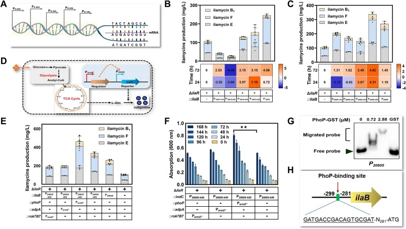 Reconstruction of P 15910 and P 20605 for the improvement of ilamycins production and mechanism exploration of P 20605 . A. Diagram illustrating the truncation process of the promoters. B. The titer of ilamycins and the relative transcriptional intensity of ilaB of the truncated P 15910 variants. C.