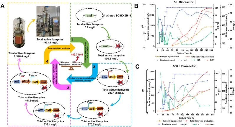 Scale-up of engineered strain to 5-L bioreactor. A. Schematic diagram illustrating the stepwise enhancement of ilamycins titer using metabolic engineering strategies. B and C. Ilamycins production, agitation speed of the paddles, pH, dissolved oxygen, and dry weight of the fermentation broth of Δila