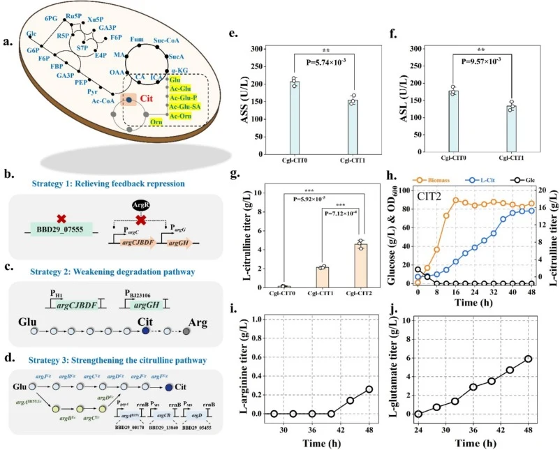 Metabolic engineering of C. glutamicum ATCC13869 for L-citrulline biosynthesis pathway reconstruction. a. Cellular metabolic network and L-citrulline biosynthesis pathway. Glc, glucose; G6P, Glucose 6-phosphate; F6P, Fructose 6-phosphate; FBP, Fructose 1,6-diphosphate; GA3P, glyceraldehyde-3-phospha