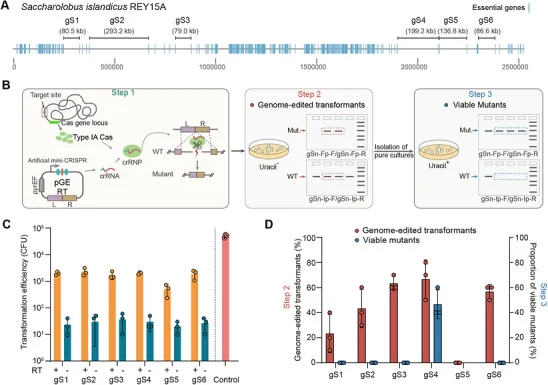 利用内源CRISPR