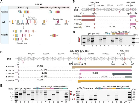 Replacing target genomic segments with a synthetic fragment of essential gene homology arms (egHAs).