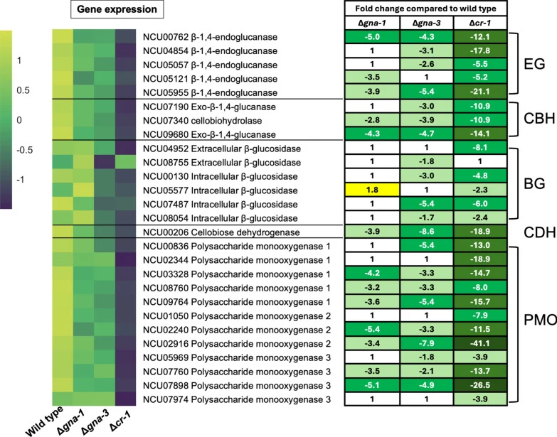 Hierarchical clustering of Transcripts Per Million and DESeq2 data for 27 cellulase genes in the wild type, Δ gna-1 , Δ gna-3 and Δ cr-1 strains during growth on cellulose. The average Transcripts Per Million (TPMs) for cellulase genes obtained from RNAseq data from a previous study [ 9 ] were Log2 