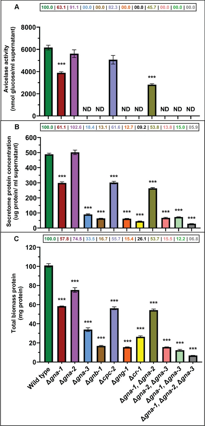 Avicelase activity and secretome and biomass protein levels in G-protein and adenylyl cyclase mutants. Strains were cultured in VM glucose medium for 16 h. Mycelia were collected and washed twice using VM no carbon medium, and then transferred to VM Avicel medium for 48 h. A sample of each culture s