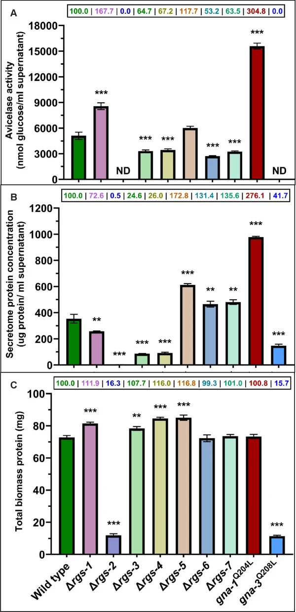 RGS突变体及表达GTP酶缺陷型Gα基因等位基因菌株中的阿维纤维素酶活性、分泌蛋白组和生物量蛋白水平。菌株培养方法见图2图注。A为阿维纤维素酶活性,B为分泌蛋白浓度,C为生物量蛋白水平。误差分析见图2图注。各突变体间差异显著性采用Welch's t检验计算(文件S1)。