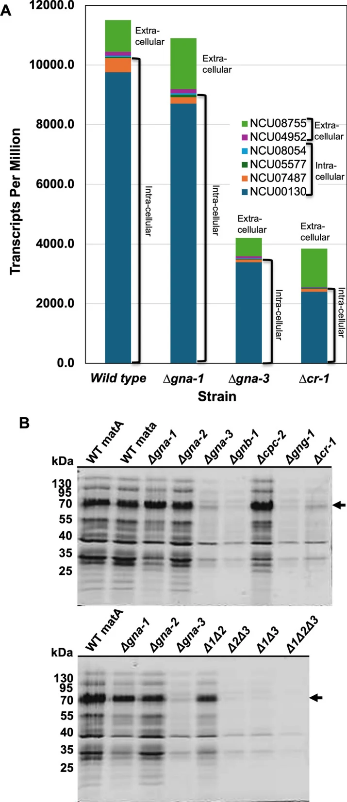 Expression of individual β-glucosidase genes and SDS-PAGE analysis of secretome samples. A Levels of β-glucosidase mRNAs in wild type, Δ gna-1 , Δ gna-3 and Δ cr-1 strains. The average Transcripts Per Million (TPMs) for each of the six expressed β-glucosidase genes (out of seven total) were obtained