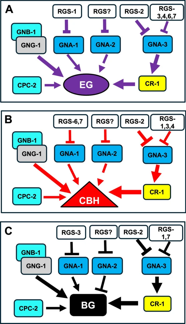 A model for regulation of three cellulase classes by G protein signaling components. The seven RGS proteins are represented in white, the three Gα proteins are shown in blue, the Gβ proteins are colored in turquoise (GNB-1 and CPC-2), the Gγ subunit is represented in gray (GNG-1), and the adenylyl c