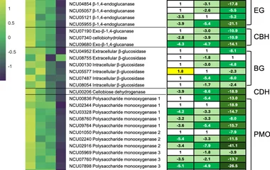粗糙脉孢菌G蛋白信号通路差异调控三类纤维素酶活性的机制解析