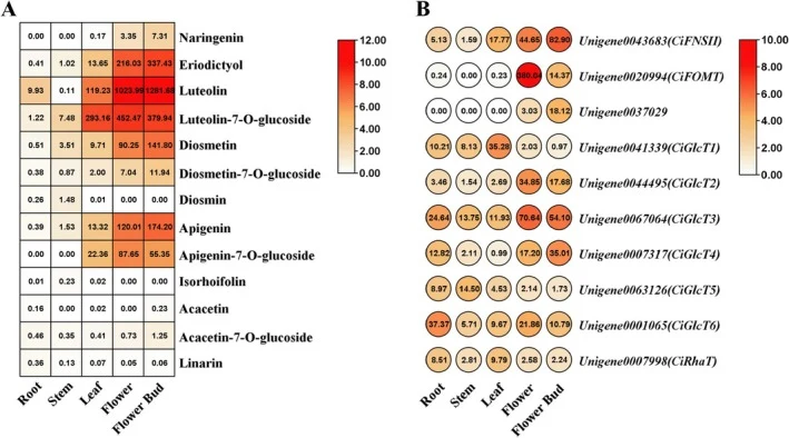 Integrated visualisation of flavonoid metabolites and biosynthetic gene expression in Chrysanthemum indicum . (A) Quantification of flavonoid metabolites (μg/g DW). Values represent mean concentrations, n ≥ 3. (B) Relative expression values are normalised as FPKM of flavonoid biosynthesis genes. Dat