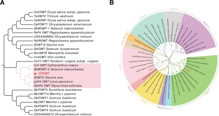 Phylogenetic analysis of O‐methyltransferase and glycosyltransferase genes. (A) Phylogenetic tree of CiFOMT ( ) and OMTs from other species performed by the neighbour‐joining (NJ) method using MEGA (version 11). Bootstrap values shown on branches are from 1000 replicates. (B) Phylogenetic tree of Ci