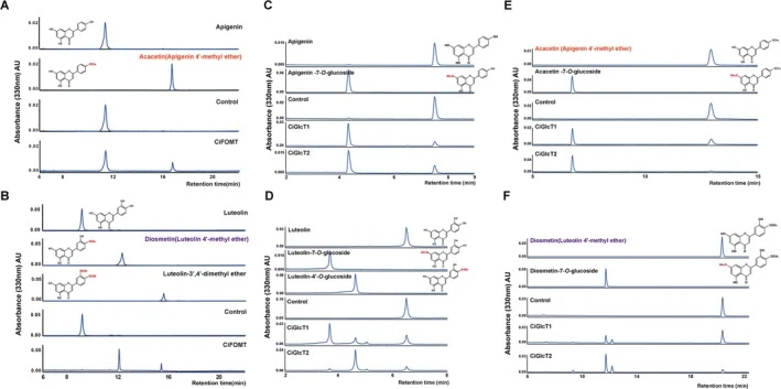 Functional validation of in vitro enzyme activities of CiFOMT, CiGlcT1 and CiGlcT2. We analysed the reaction products produced by the gene recombinant protein using HPLC, displaying representative HPLC chromatograms at 330 nm. Negative control: In vitro enzyme activation reaction of each inactivated
