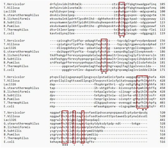 Multiple sequence alignment of various laccase from fungal and bacterial sources performed via Clustal Omega: T. versicolor laccase (Accession: QBH72619.1) T. villosa laccase (Accession: AAB47734.1), Lac1326 from uncultured bacterium (Accession: AKN79754) G.stearothermophilus multicopper oxidase (th