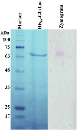 GbsLac纯化与酶谱:纯化的His6X-GbsLac与蛋白Marker(5-245 kDa)对照展示。针对丁香醛嗪的纯化蛋白酶谱分析。