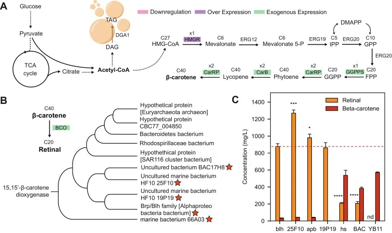 Construction of de novo retinal biosynthetic pathway in Y. lipolytica. (A) Scheme illustrating the engineered retinal biosynthetic pathway. Exogenous expression of heterologous genes (CarB, CarRP, GGPP, and BCO) are highlighted in green. Strategic overexpression of rate-limiting enzyme (HMGR) is hig