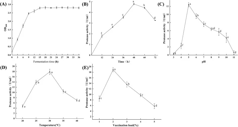 The growth curve of P. pastoris (A) and its protease production profile (B), along with the screening results for optimal protease production conditions in terms of pH (C), temperature (D), and inoculation amount (E). Different letters above bars within the same panel indicate statistically signific