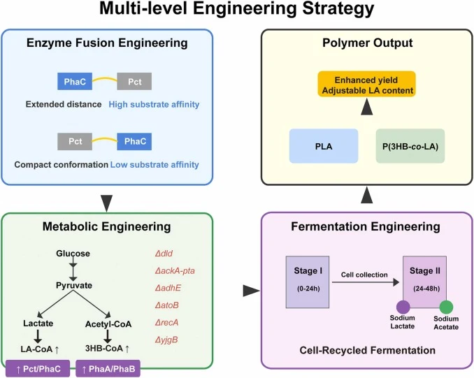 Schematic overview of the integrated metabolic and fermentation engineering strategy for the heterologous biosynthesis of PLA and P(3HB-co-LA) in Escherichia coli. The framework combines three layers: (i) enzyme fusion engineering, in which PhaCPreDTGK and PctCpV193A are connected by a flexible (GGG