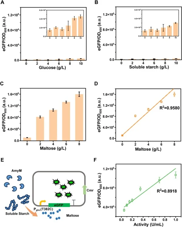 The response of biosensors to glucose, soluble starch, maltose and maltogenic amylase. (A) Specific fluorescence intensity in strains harboring pPHT01-P glvc (T382C)-eGFP at different glucose concentrations. (B) Specific fluorescence intensity in strains harboring pPHT01-P glvc (T382C)-eGFP at diffe