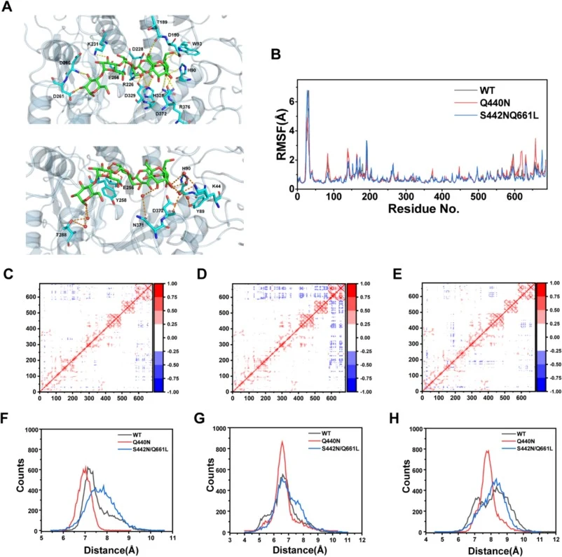 Molecular dynamics simulations. (A) The critical residues and water bridges involved in AmyM and substrate binding. (B) RMSF at 330 K. (C) Dynamical cross-correlation matrix of WT. (D) Dynamical cross-correlation matrix of Q440N. (E) Dynamical cross-correlation matrix of S442N/Q661L. (F) The distrib