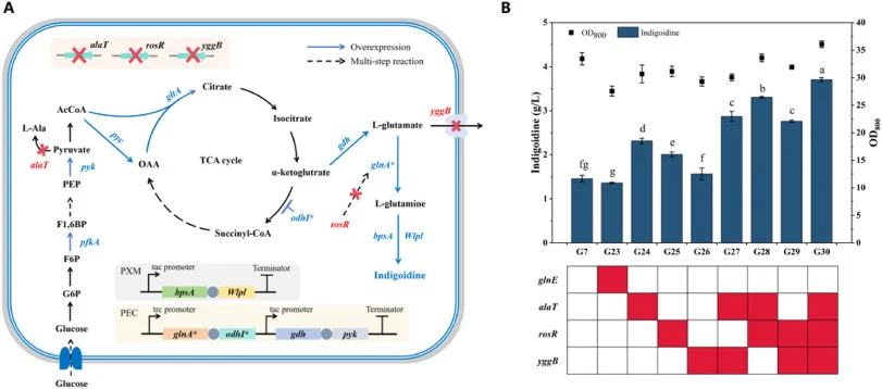 Combinatorial genomic editing in C. glutamicum and its impact on indigoidine production. (A) Genes that were additionally overexpressed (highlighted in blue) and/or knocked out (highlighted in red) in the engineered strain CG35 harboring plasmids PXM-bpsA-RBS-sfp2 and PEC-trc-glnA(Y405F)-odhI(T15A)-
