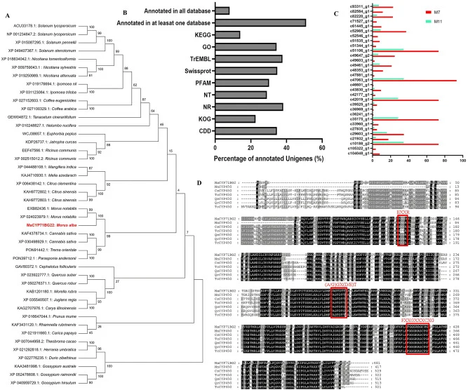 Analysis of transcriptome data from differential samples of mulberry leaves, as well as bioinformatics analysis of MaCYP71BG22. (A) Annotation of unigenes in nine databases. (B) Heatmap of Ma7_ vs _Ma11 expression of 31 CYP450s hydroxylase differential genes, depths of color in the red and green rec