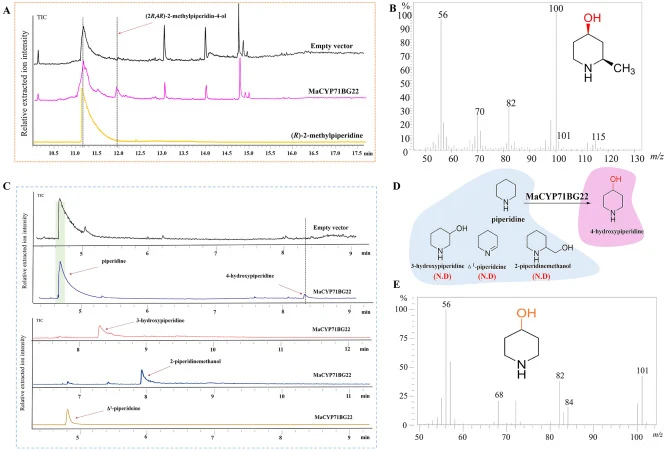 GC–MS analysis of the enzymatic reaction products of MaCYP71BG22 microsomes protein, as well as investigating the substrate specificity of MaCYP71BG22 hydroxylase. (A) Total ion chromatogram of empty vector and MaCYP71BG22 microsomal protein catalyzed reaction with (R)-2-methylpiperidine as substrat