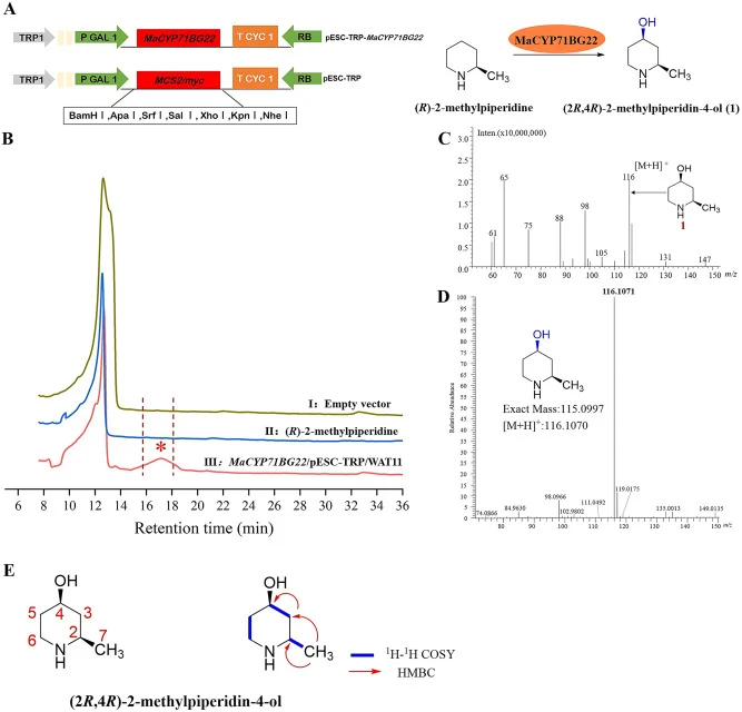 LC/MS analysis of enzyme products in S. cerevisiae strain MaCYP71BG22/pESC–TRP/WAT11, as well as the structure of the product was confirmed by NMR. (A) Enzymatic reaction catalyzed by MaCYP71BG22. (B) The total chromatogram from the yeast MaCYP71BG22 product's HPLC-RID analysis. Panel I:The yeast ce