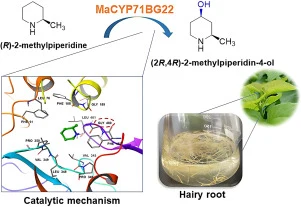 Mining and characterization of a novel cytochrome P450 MaCYP