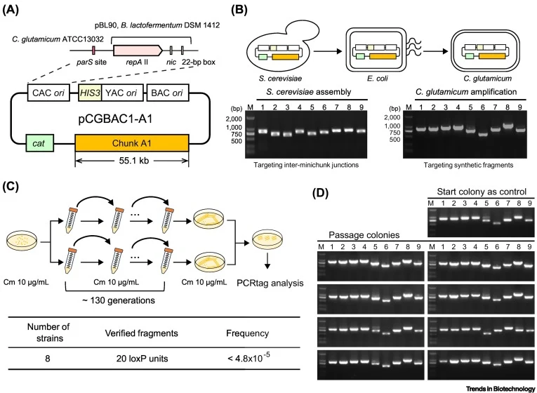 Design, construction, and characterization of a Corynebacterium glutamicum artificial chromosome (CAC) plasmid pCGBAC1-A1. (A) Schematic of the pCGBAC1-A1 plasmid. The pCGBAC1 replicon contains a yeast artificial chromosome (YAC) origin and a HIS3 (pale yellow) marker, a bacterial artificial chromos